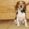Ziggy-ADOPTED-1.24.10