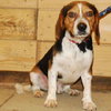 Ziggy-ADOPTED-1.24.10