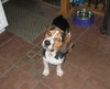 Ziggy-ADOPTED-1.24.10