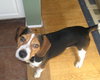 Ziggy-ADOPTED-1.24.10