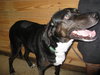 Annie - ADOPTED 11.07.09