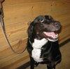 Annie - ADOPTED 11.07.09