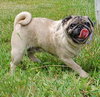 Miss Penny - ADOPTED 12.11.09