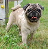 Miss Penny - ADOPTED 12.11.09