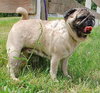 Miss Penny - ADOPTED 12.11.09