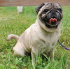 Miss Penny - ADOPTED 12.11.09