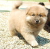 Willie - ADOPTED 06.28.09
