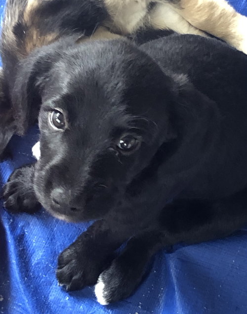Ws Litter Salk - ADOPTED 05.16.20