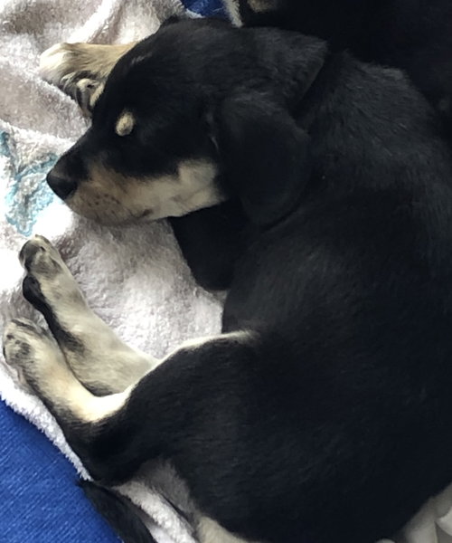Ws Litter Fleming - ADOPTED 05.16.20