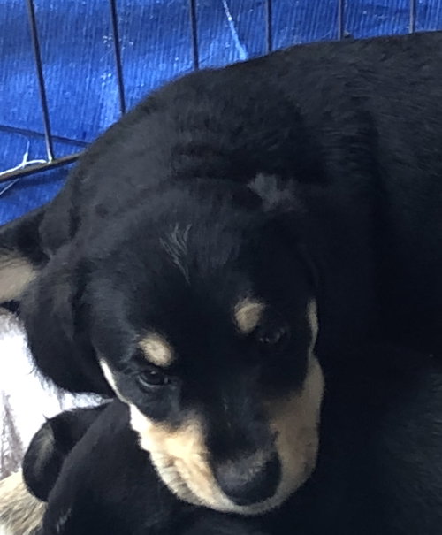 Ws Litter Hilleman - ADOPTED 05.16.20