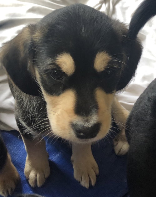 Ws Litter Jenner - ADOPTED 05.17.20