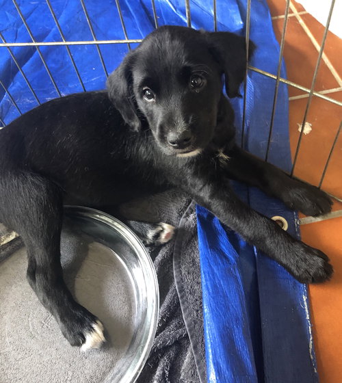 Ws Litter Roux - ADOPTED 05.16.20