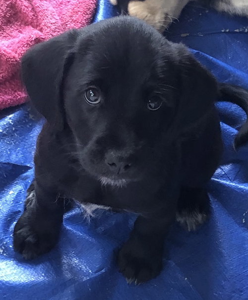 Ws Litter Pasteur - ADOPTED 05.17.20