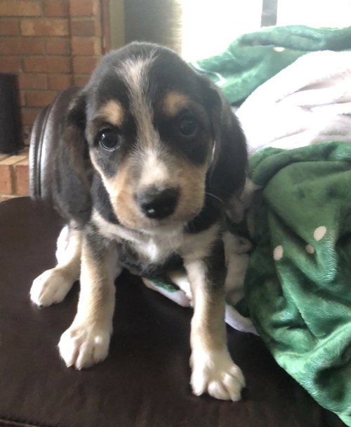 Ws Litter Kendrick - ADOPTED 05.16.20