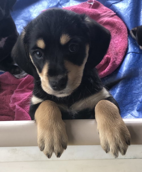 Ws Litter Drag - ADOPTED 05.17.20