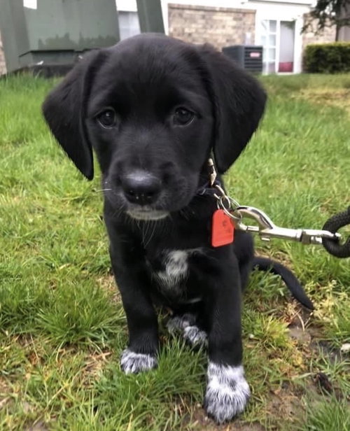 Ws Litter Francis - ADOPTED 05.17.20