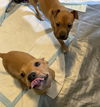 Lodge - Ct Litter - ADOPTED 06.14.24