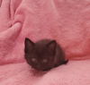 Hd Litter Bagheera - ADOPTED 06.12.20