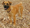 PRECIOUS - ADOPTED 07.15.09