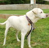 Sunnie - ADOPTED 11.22.09