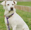 Sunnie - ADOPTED 11.22.09