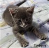 Jd Litter Tayberry - ADOPTED 08.08.20