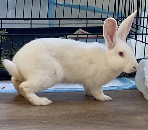 Bridgette - ADOPTED 08.20.20