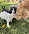 Bridgette - ADOPTED 08.20.20