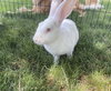 Bridgette - ADOPTED 08.20.20