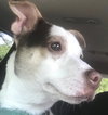 Bogart - ADOPTED 09.09.20