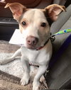 Bogart - ADOPTED 09.09.20