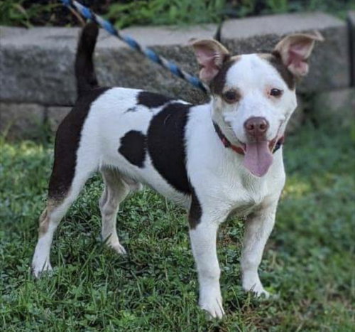 Bogart - ADOPTED 09.09.20