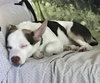 Bogart - ADOPTED 09.09.20