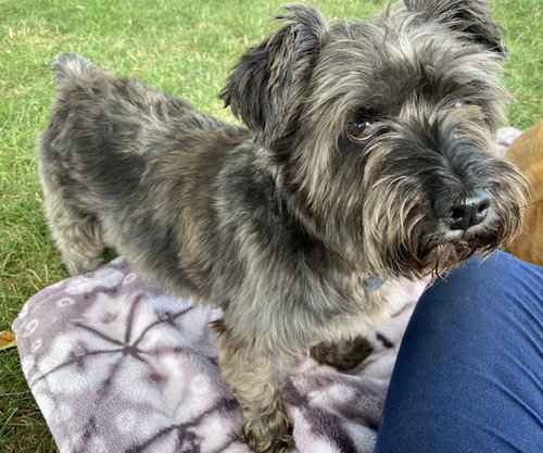 Teebo - ADOPTED 09.10.20