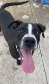 Blaine - ADOPTED 09.09.20