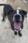 Blaine - ADOPTED 09.09.20