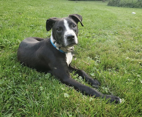 Blaine - ADOPTED 09.09.20