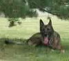 Nikko-ADOPTED