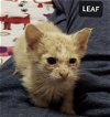 Ld Litter Leaf - ADOPTED 12.20.20