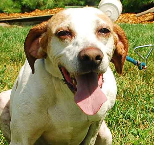 Mindy - ADOPTED 08.25.09