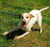 Mindy - ADOPTED 08.25.09