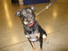 Frisbee - ADOPTED 01.16.10