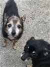 Ht - Puppy (Bonded Pair) - ADOPTED 03.07.21
