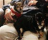 Ht - Puppy (Bonded Pair) - ADOPTED 03.07.21