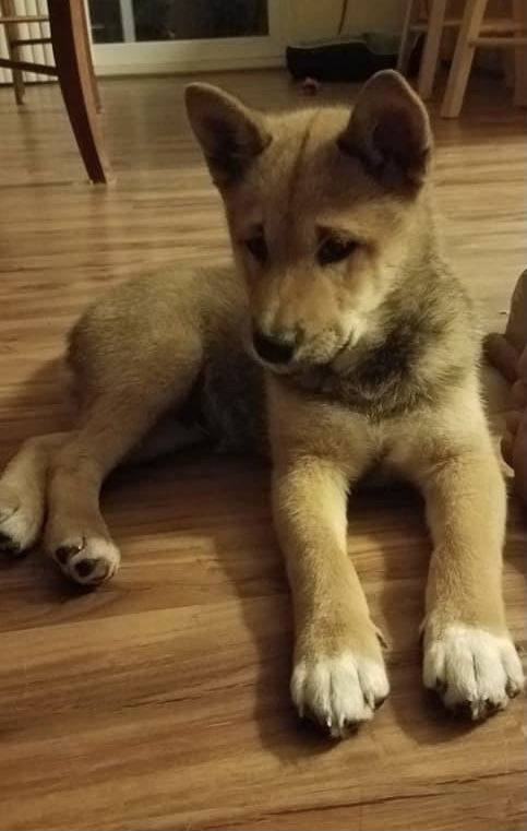 Kuma ♥ - ADOPTED 12.05.20