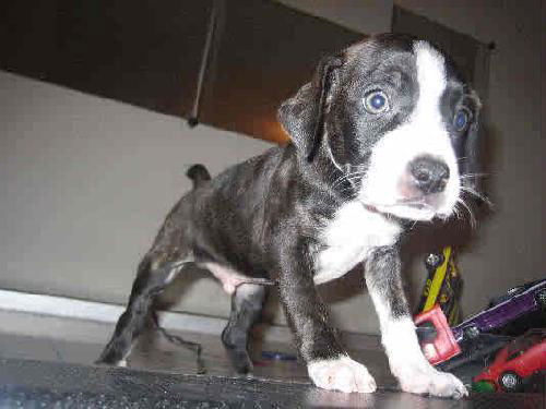Marco-ADOPTED