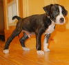 Marco-ADOPTED