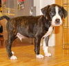 Marco-ADOPTED