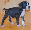 Marco-ADOPTED