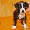 Marco-ADOPTED